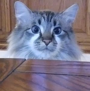 Meet your Posher, Cassie